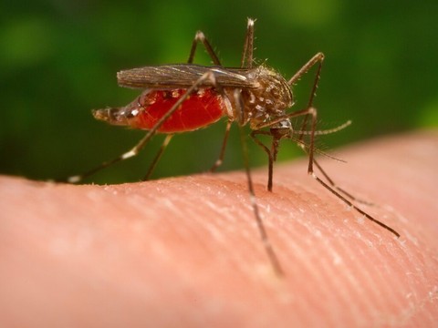 Les moustiques préfèrent se reposer au frais