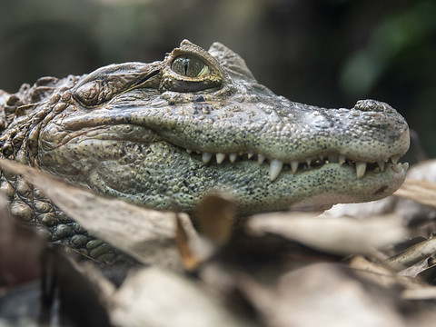 Un homme dévoré par 40 crocodiles après avoir chuté dans un enclos