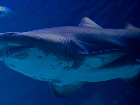 Nouvelle attaque mortelle de requin en Nouvelle-Calédonie