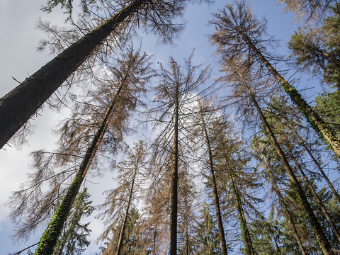 Nombreux arbres morts et moindre repousse dans les forêts
