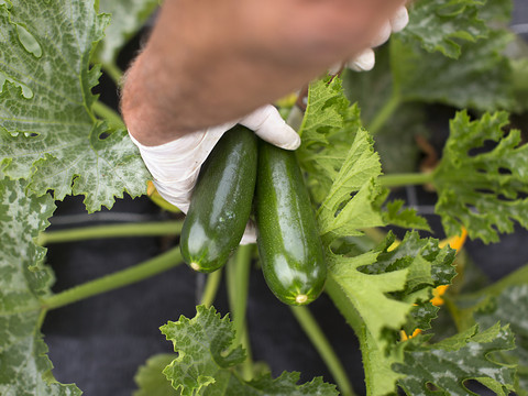 Gaspillage alimentaire: les normes de qualité des légumes adaptées