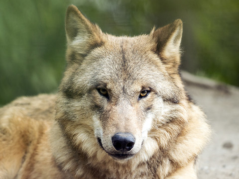 Les loups pourront être abattus plus facilement