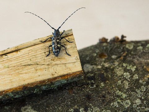 Les insectes exotiques, une bombe à retardement