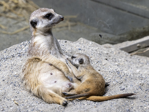 Un suricate est né au Bioparc Genève, une première dans le canton