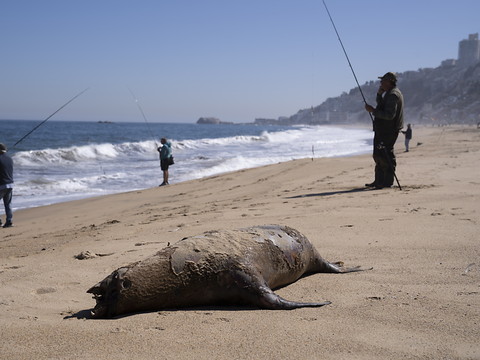 Six otaries 