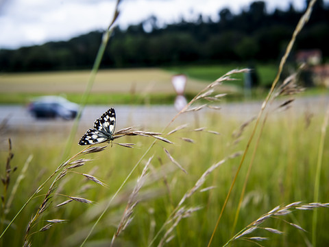 Initiative biodiversité: non des sénateurs à un contre-projet