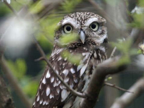 Des chouettes chevêches nichent au nord-ouest de la Suisse