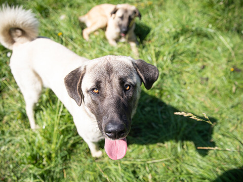 Le Valais veut davantage de chiens de protection pour ses troupeaux