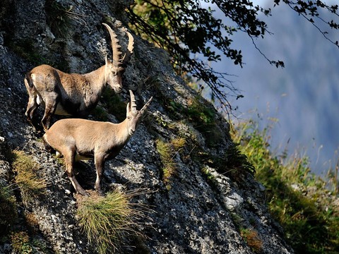 Porte entrouverte pour les chasseurs étrangers de bouquetins