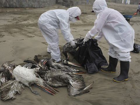 La mort massive d'oiseaux de mer probablement liée au réchauffement