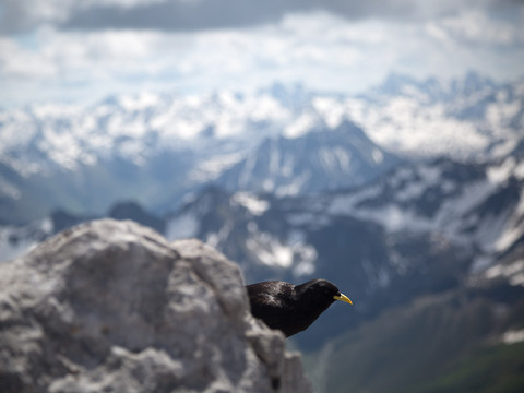 Les Alpes empêchent les oiseaux de fuir le réchauffement climatique