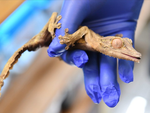 85 geckos saisis dans des bagages à l'aéroport de Vienne