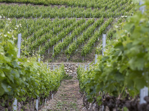 La station d'essais de Leytron planche sur la viticulture de demain