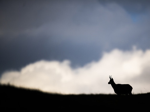 Genève: chamois égaré aux Eaux-Vives relâché dans le Jura vaudois