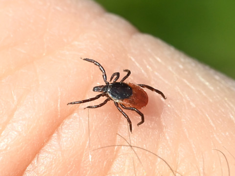 Les tiques transmettent plus de maladies que supposé