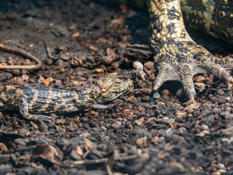 Eclosion surprise d'un bébé caïman au zoo de Zurich