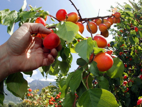 La récolte d'abricots valaisans s'annonce peu abondante en 2023