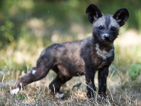 Des lycaons, chiens sauvages africains, aperçus en Ouganda