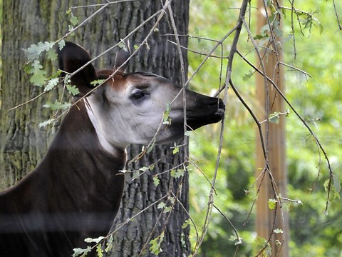 RDC: un ranger tué dans la Réserve de faune à okapis (nord-est)