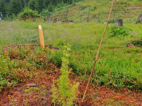 55'000 arbres testés en Suisse - Le dernier planté à Champéry (VS)