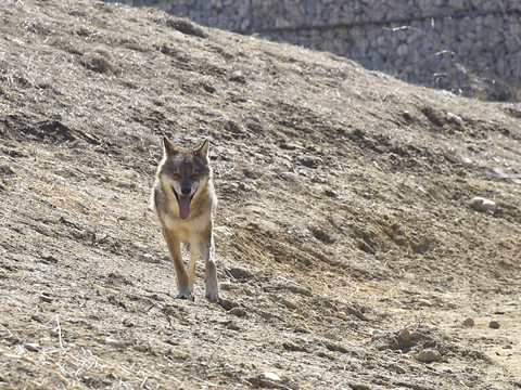 Le Valais ordonne le tir d'un loup dans la région de Conches