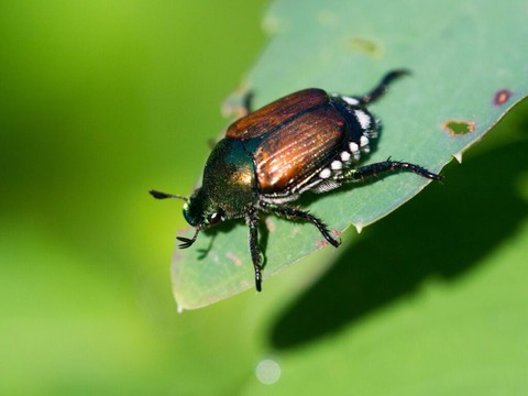Scarabée japonais au Tessin: les vacanciers appelés à la vigilance