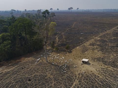 La déforestation de l'Amazonie a baissé d'un tiers au 1er semestre