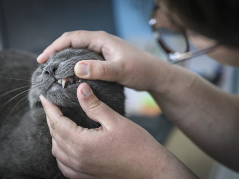 Manque de perfusions et de vaccins pour les animaux en Suisse