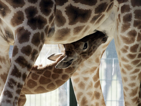 Angola: transfert de girafes, décimées pendant la guerre civile