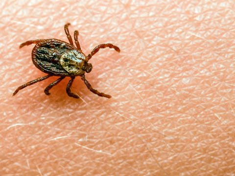 Les infections par les tiques à nouveau dans la norme