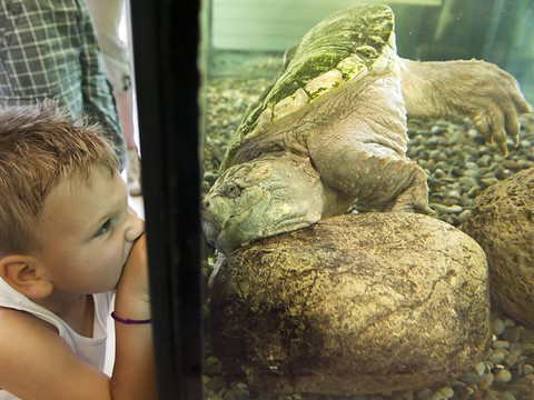 Vaud: une troisième tortue hargneuse en moins de trois mois
