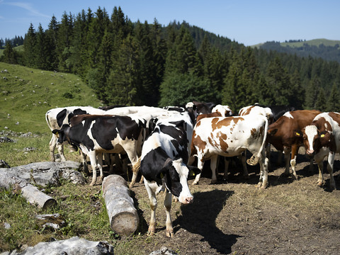 Vaches, cochons, oiseaux et poissons aussi affectés par la chaleur