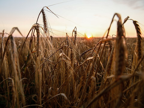 Expiration à 23h00 de l'accord céréalier en mer Noire