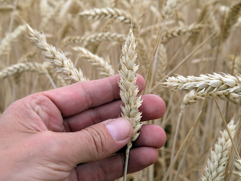 L'approvisionnement en céréales est 