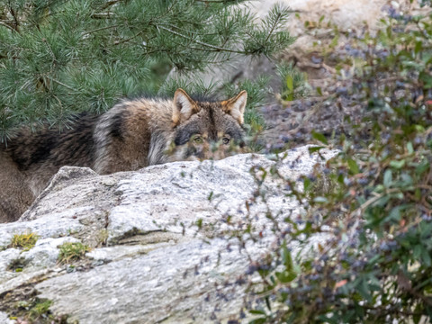 Le canton de Berne ordonne le tir d'un loup dans le Simmental