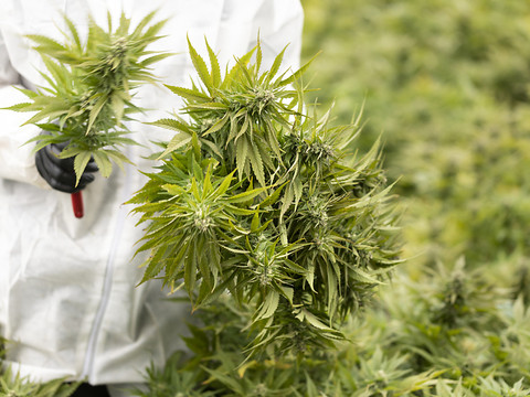 Le CBD est surtout apprécié en Suisse par les personnes âgées
