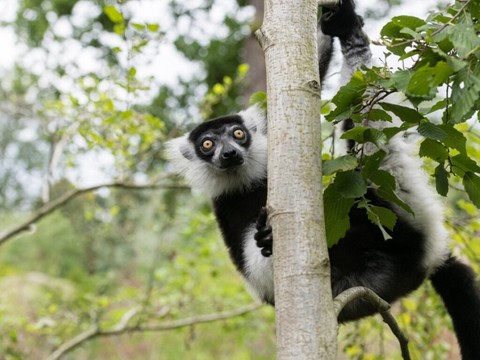 Un lémurien s'échappe du zoo de Bâle