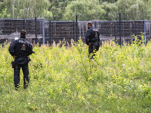 Fin d'alerte à la lionne, qui était probablement un sanglier