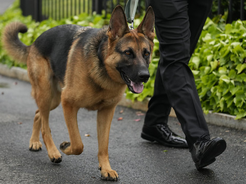 Commander, chien de la Maison Blanche: un mordeur en série