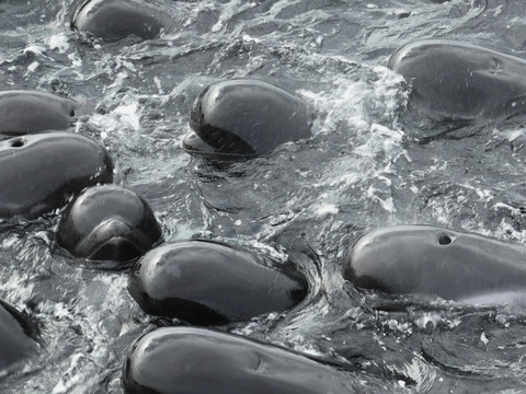 51 globicéphales meurent sur une plage australienne