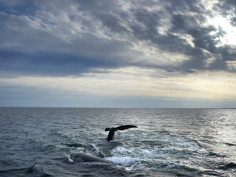 L'Atlantique Nord bat son record absolu de chaleur