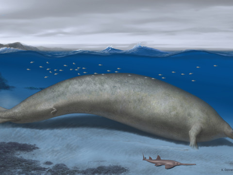 Une baleine éteinte est l'animal le plus lourd de tous les temps