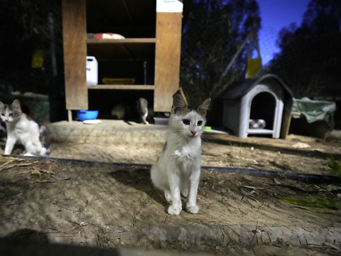 A Chypre, les chats recevront un traitement contre le Covid