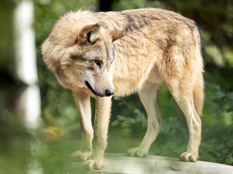 Loup grison abattu en Hongrie: un enfant de neuf ans soupçonné