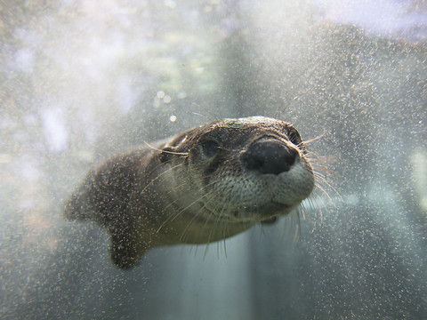 Trois vacancières blessées par une loutre aux Etats-Unis