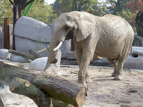 L'éléphant mâle Tusker a été euthanasié au zoo de Bâle