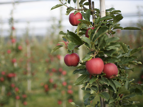 Droit des marques: Apple et la pomme de la discorde