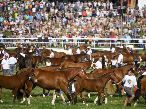 Les Franches-Montagnes au rythme des chevaux