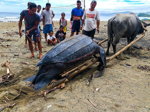 La taille des tortues n'a guère varié au cours de l'évolution