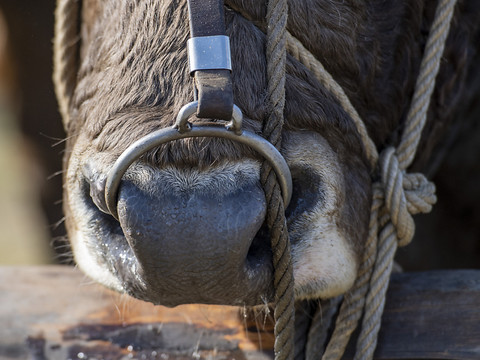 Un taureau s’échappe d’une boucherie à Lyss (BE)